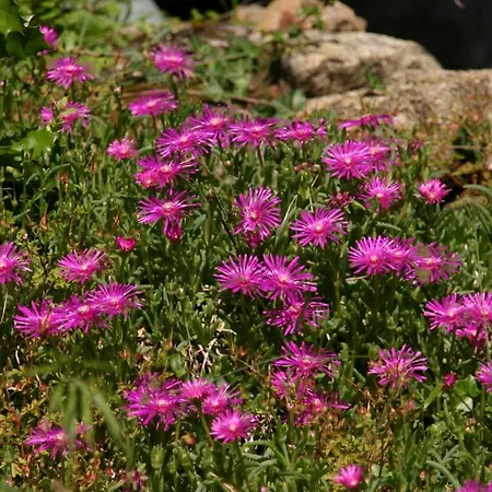Mas De La Giralde - לינה וארוחת בוקר